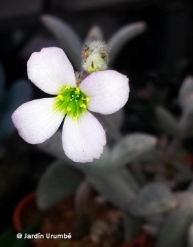 Kalanchoe eriophylla