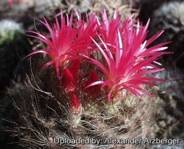 Neoporteria villosa var. laniceps