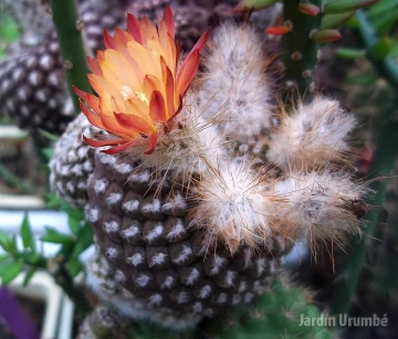 Eriosyce odieri subs. krausii