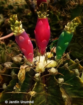 Gymnocalycium friedrichii