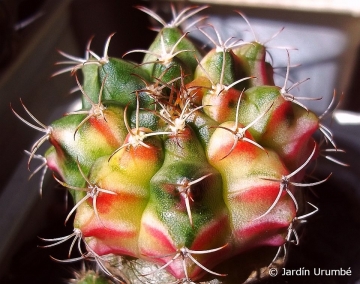 Gymnocalycium anisitsii subs. damsii f. variegata