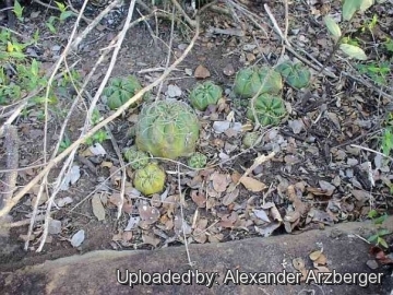 Gymnocalycium paraguayense f. fleischerianum