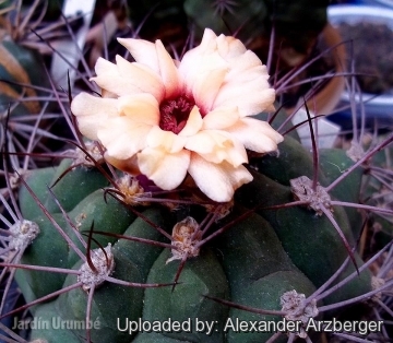 Gymnocalycium pflanzii