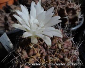 Gymnocalycium marsoneri subs. matoense