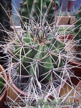 Echinopsis rhodotricha subs. chacoana
