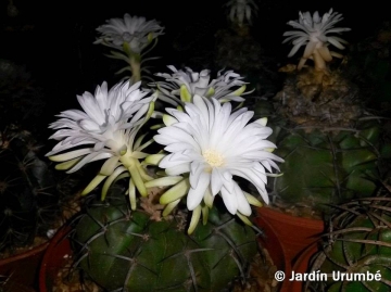 Discocactus tricornis