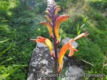 Chasmanthe aethiopica