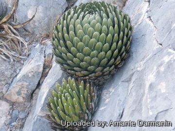 Agave victoriae-reginae