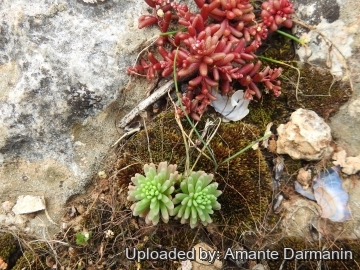 Sedum rubens