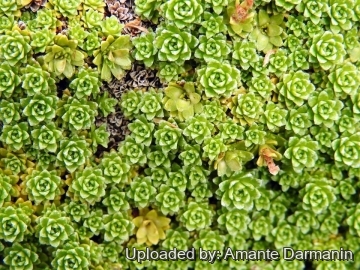 Saxifraga marginata