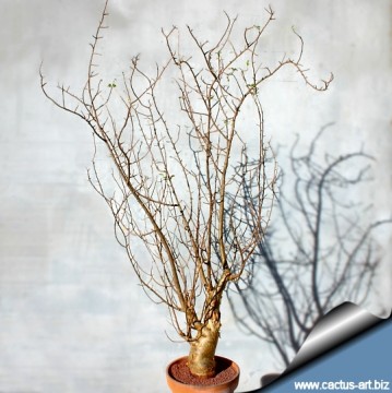 Bursera fagaroides