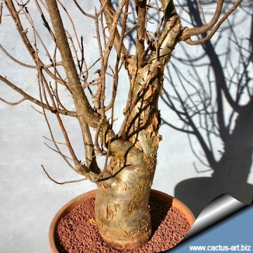 Bursera fagaroides