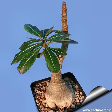 Adenium obesum subs. socotranum