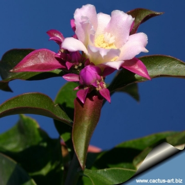 Pereskia grandifolia subs. violacea