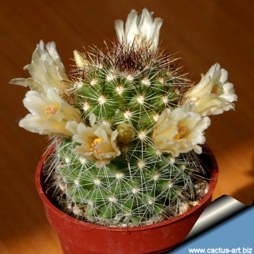 Mammillaria phitauiana