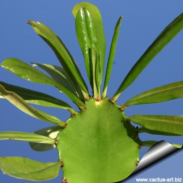 Euphorbia antiquorum