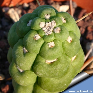 Eulychnia castanea cv. varispiralis  monstruos form