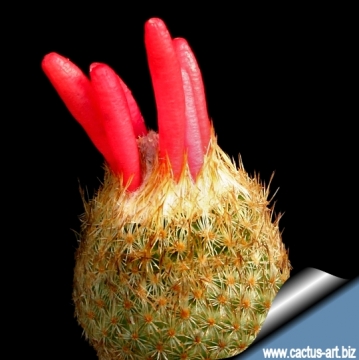 Epithelantha micromeris var. rufispina