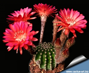 Echinopsis cv. Madame Pele
