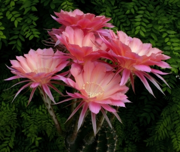 Echinopsis cv. Sierra Skyline