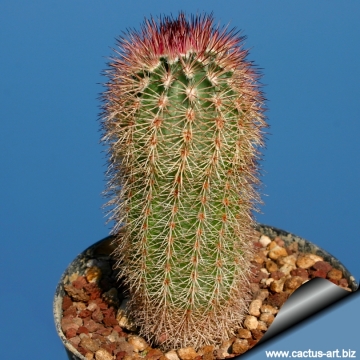 Echinocereus scopulorum