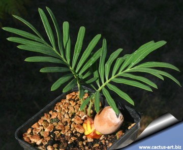 Cycas siamensis 