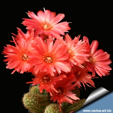 Echinopsis chamaecereus cv. Boom