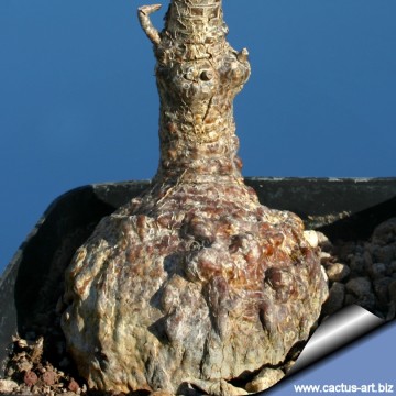 Firmiana colorata
