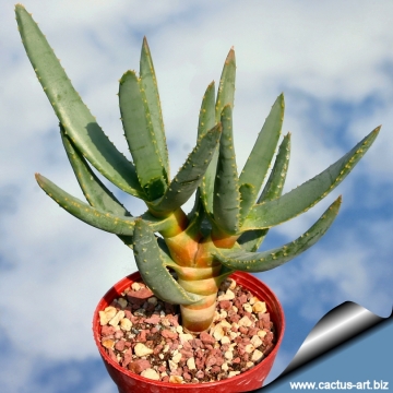 Aloe dichotoma subs. ramosissima