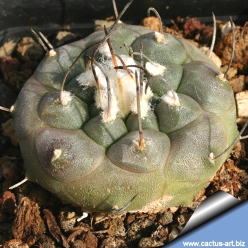 Turbinicarpus jauernigii