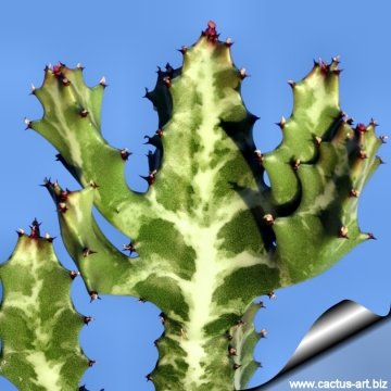 Euphorbia lactea