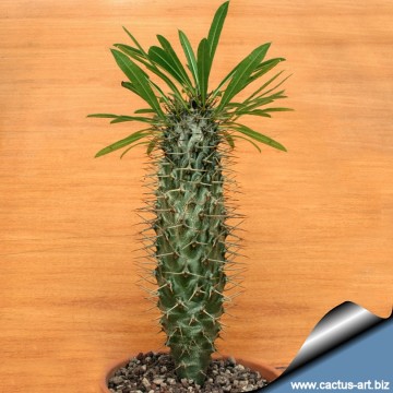 Pachypodium lamerei