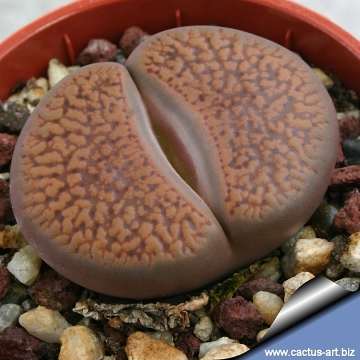 Lithops aucampiae var. koelemanii C256 35 km WSW of Postmasburg, South Africa