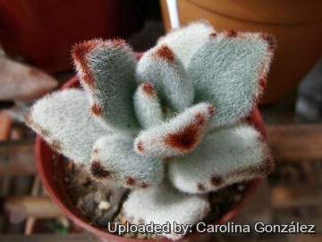 Kalanchoe tomentosa