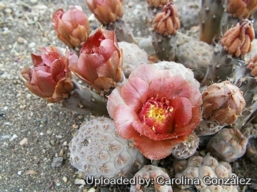 Pterocactus araucanus