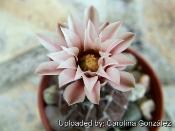 Gymnocalycium triacanthum