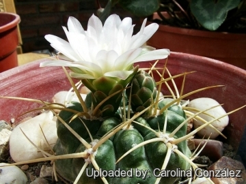 Gymnocalycium monvillei