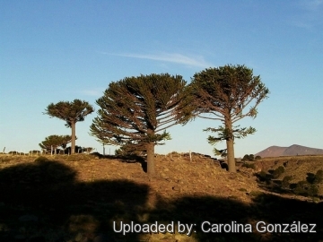 Araucaria araucana