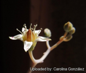 Graptopetalum paraguayense