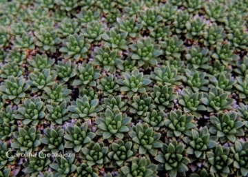 Azorella monantha