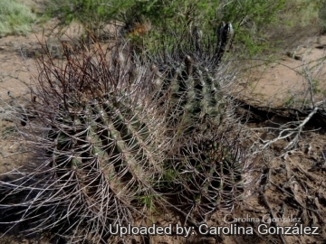 Echinopsis leucantha