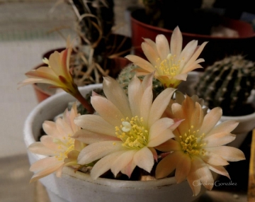 Rebutia cv. sunrise