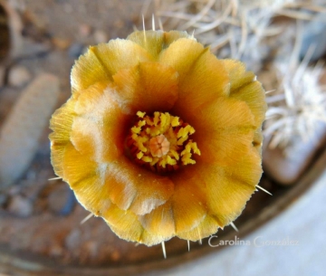Pterocactus fischeri