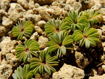 Oxalis adenophylla