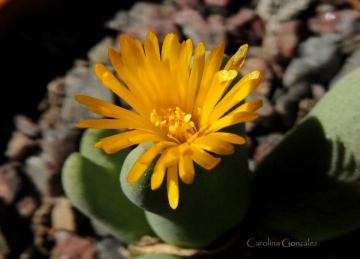 Conophytum meyerae