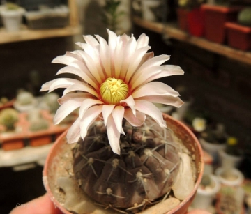 Gymnocalycium bodenbenderianum