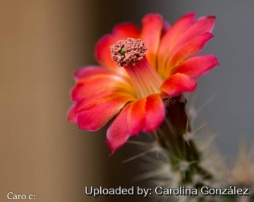 Echinocereus klapperi