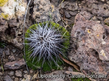 Austrocactus longicarpus