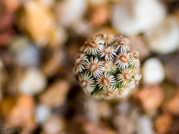 Mammillaria hernandezii