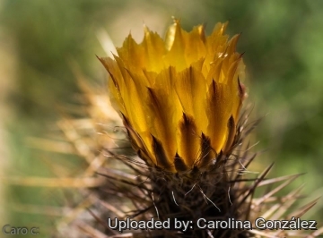 Austrocactus coxii